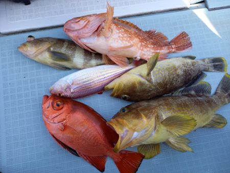 アマテラス 釣果