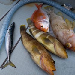 アマテラス 釣果