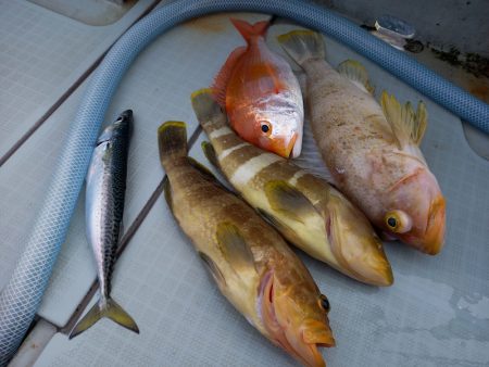 アマテラス 釣果