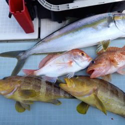 アマテラス 釣果