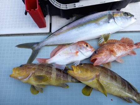 アマテラス 釣果