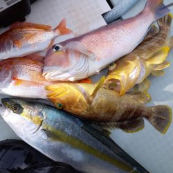 アマテラス 釣果