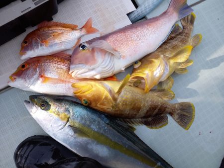 アマテラス 釣果