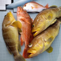 アマテラス 釣果