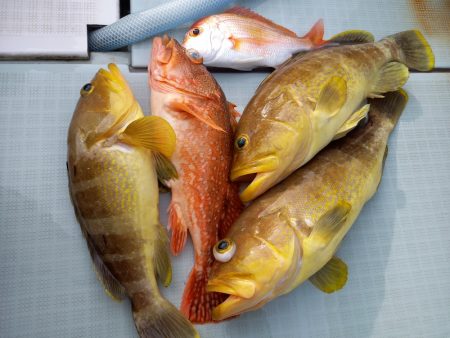 アマテラス 釣果