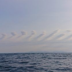 ARCADIAⅡ （アルカディアⅡ） 釣果