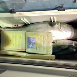 第二八坂丸 釣果