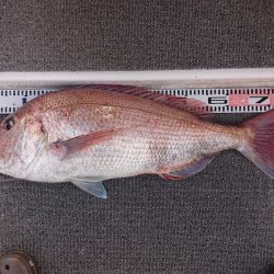 ARCADIAⅡ （アルカディアⅡ） 釣果