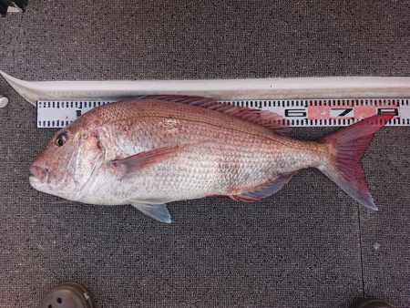 ARCADIAⅡ （アルカディアⅡ） 釣果