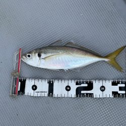 Chase(チェイス) 釣果