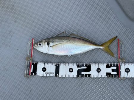 Chase(チェイス) 釣果