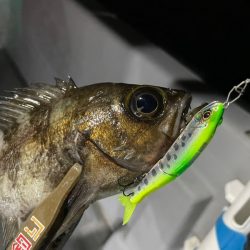 Chase(チェイス) 釣果