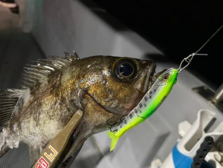 Chase(チェイス) 釣果