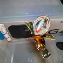 Chase(チェイス) 釣果