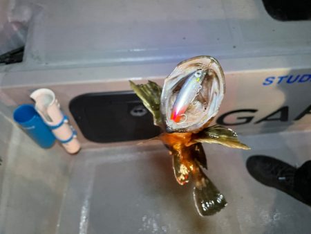 Chase(チェイス) 釣果