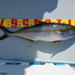 アマテラス 釣果