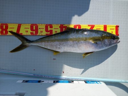 アマテラス 釣果