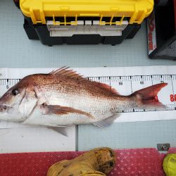 シーライオン 釣果