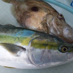 アマテラス 釣果