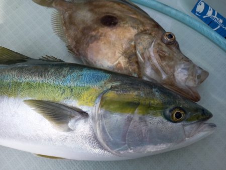 アマテラス 釣果