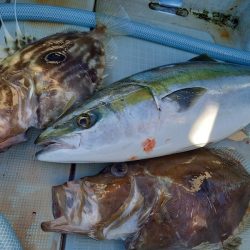 アマテラス 釣果