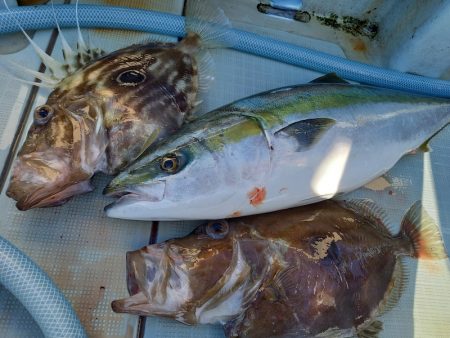 アマテラス 釣果