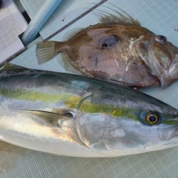 アマテラス 釣果