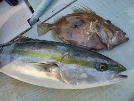 アマテラス 釣果