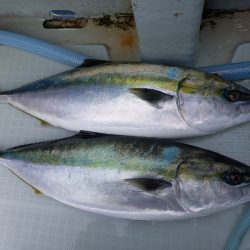 アマテラス 釣果