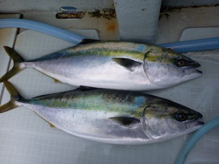 アマテラス 釣果