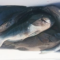 しば渡船 釣果