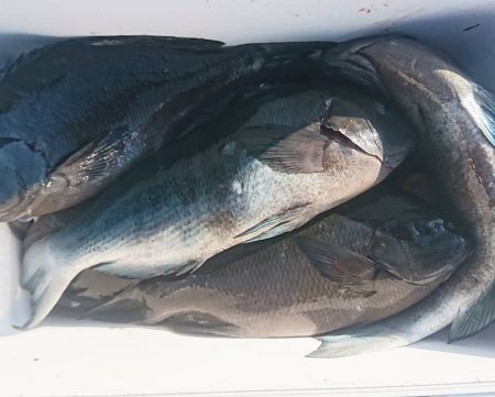 しば渡船 釣果
