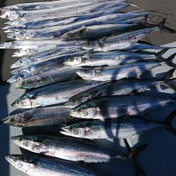 遊漁船　家入 釣果