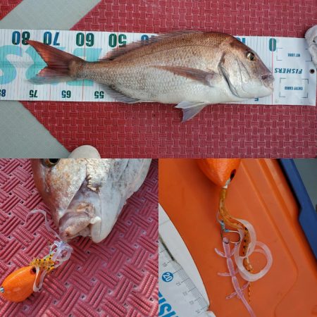 シーライオン 釣果