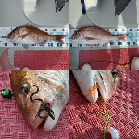 シーライオン 釣果