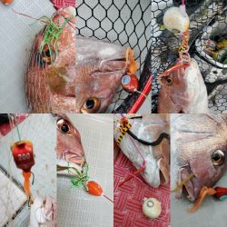 シーライオン 釣果