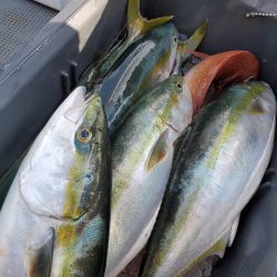 サンマリン 釣果