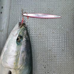 サンマリン 釣果