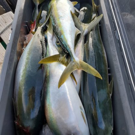 サンマリン 釣果