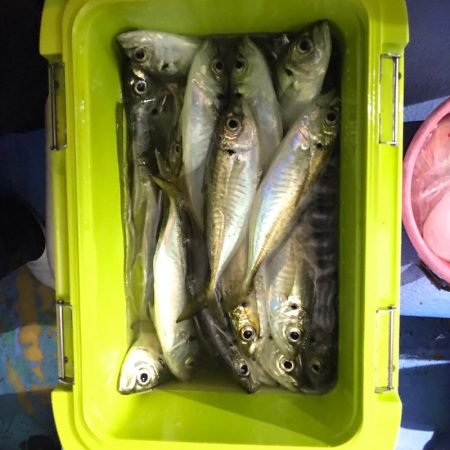 ヤザワ渡船 釣果