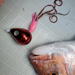 シーライオン 釣果