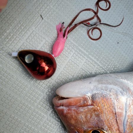 シーライオン 釣果