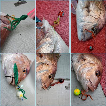 シーライオン 釣果