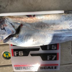 フィッシング　キッタカ 釣果