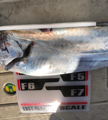 フィッシング　キッタカ 釣果