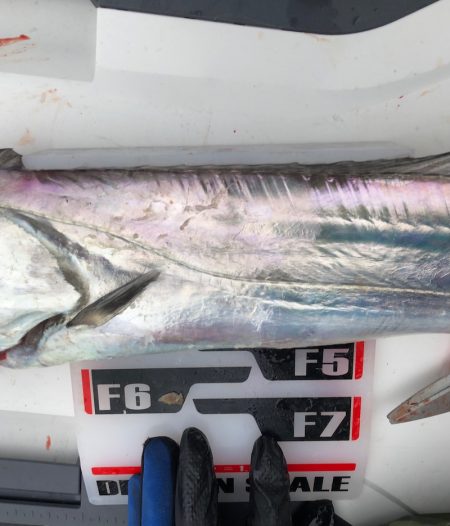 フィッシング　キッタカ 釣果