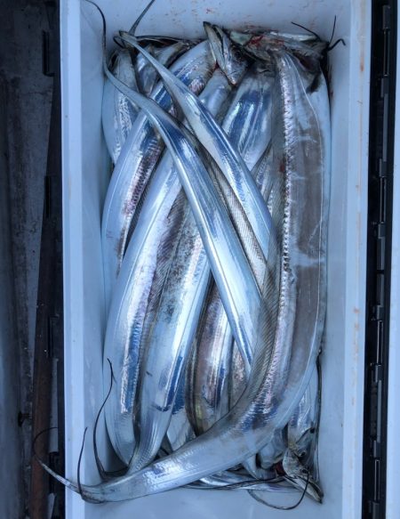 フィッシング　キッタカ 釣果