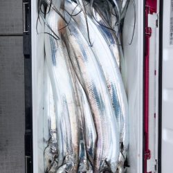 フィッシング キッタカ 釣果