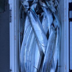 フィッシング キッタカ 釣果