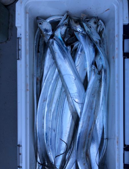 フィッシング キッタカ 釣果